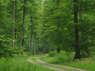 Le Pin de la Haye des Perques