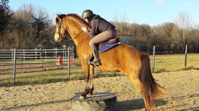 Centre équestre Equifeel