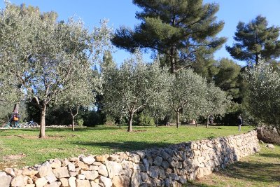 Conservatoire Variétal de l'Olivier