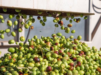 Le Grenier à Olives