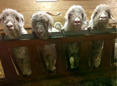 Visite d'un élevage de chèvres Mohair