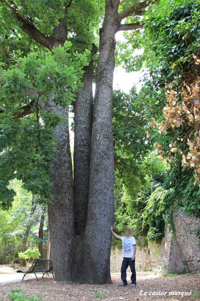 Le Chêne des Canaries d'Anduze