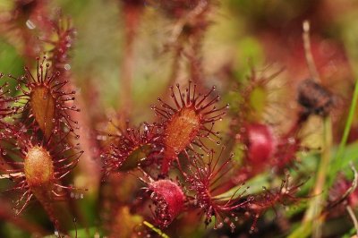 Pas à pas, à la découverte de la tourbière de Kerfontaine
