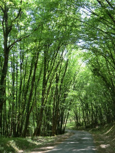 Boucle de La Roche Chalais - Grand Bois