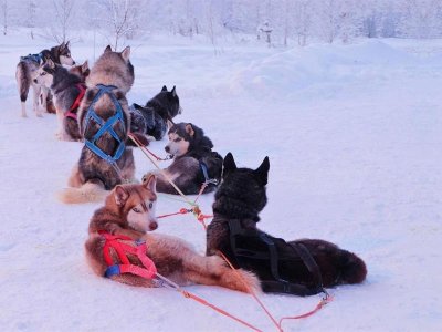 Balade en chiens de traineau