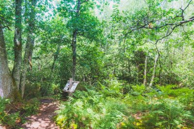Balade autour de l'Arboretum d'Ychoux