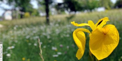 Jardin Botanique de Darel