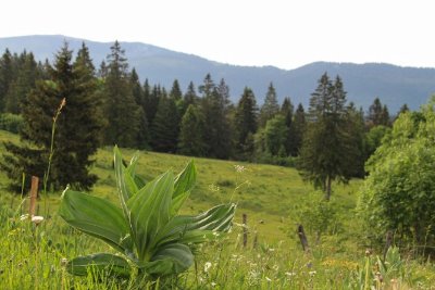 VFF-049_1 - Variante De Pontarlier à l’Auberson/Sainte-Croix