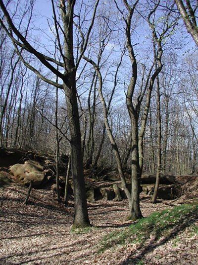 Parc Municipal de la Jonchère