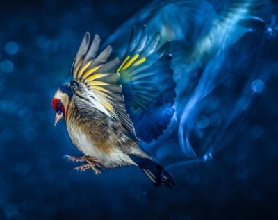 Ferme culturelle et pédagogique l'Attrape-Rêves - Animaux, Jeux, Émerveillement