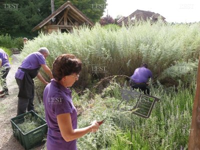Jardin Secret de la Fée Verte