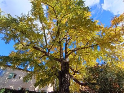 Le remarquable Ginkgo Biloba de Lodève