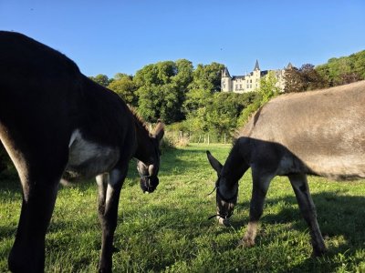 L'ÂÔMA (L'Âne Ôdacieux Médiation animale)