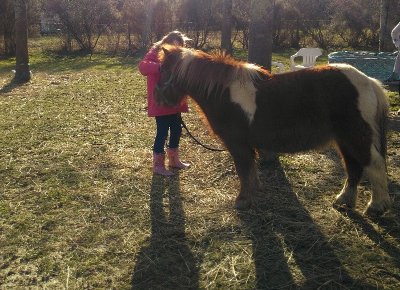 PONEY A LARRA