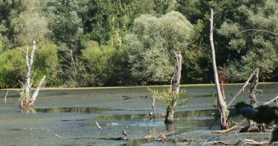 Espace naturel sensible des gravières