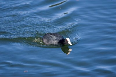 Balade à pied n°37 - En passant par la commanderie
