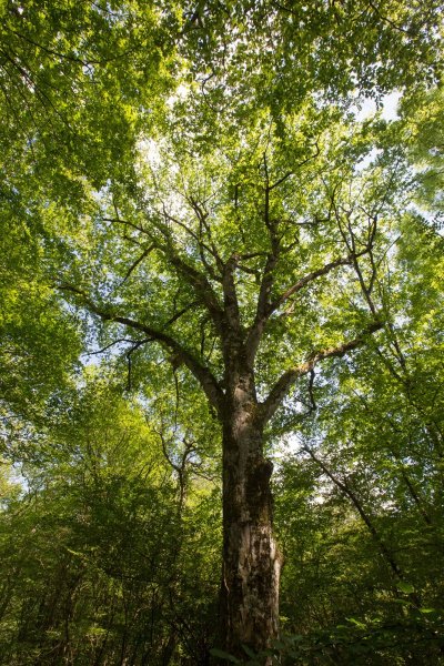 Balade à pied n°16 - Loup y es-tu ?