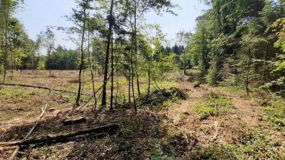 L'ancien Chêne Président