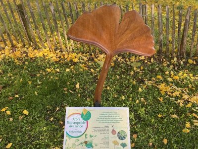 Ginkgo biloba de Toul - arbre remarquable de France