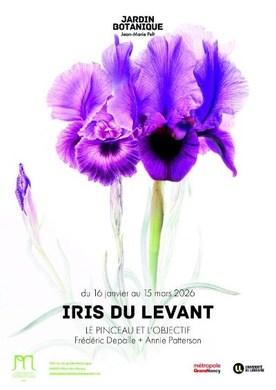 Exposition - Iris du Levant
