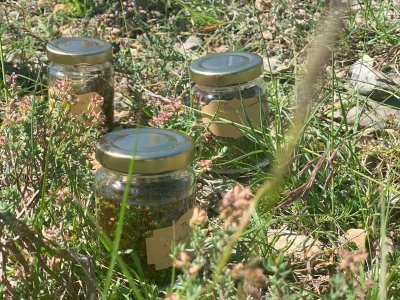 Balade découverte des plantes sauvages et médicinales des bords du  Rhône