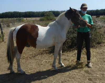 La Ferme Equestre des Pêches