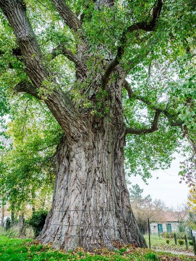 Arbres remarquables