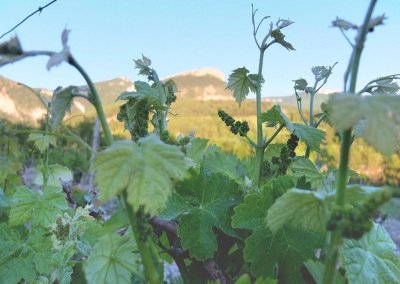 Visite Guidée - Cave Decorse