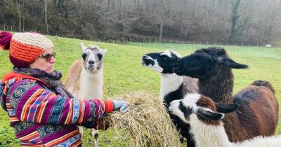 Ferme d'élevage de lamas - Les gentilles canailles