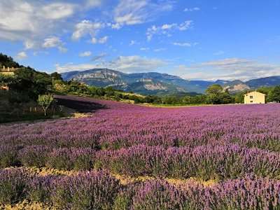Visite guidée - Bleudiois Distillerie de lavande