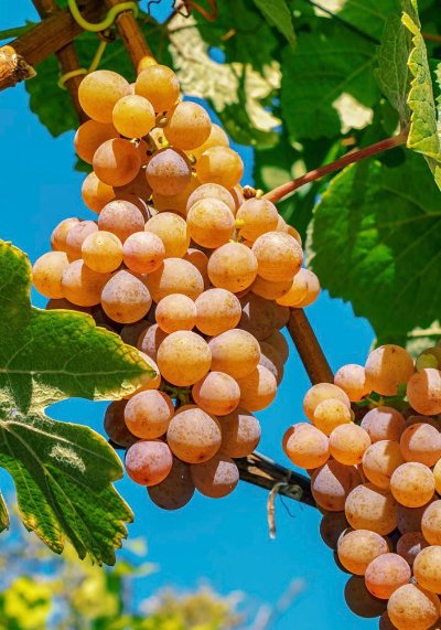 Visite du domaine viticole - Le Champ des Vignes