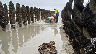 BALADE GUIDEE "A la découverte des moules de Bouchots"
