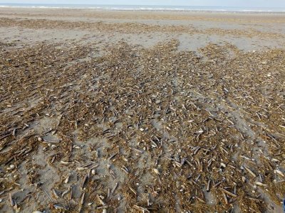 BALADE GUIDEE "Les secrets de la laisse de mer"