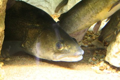 CONFÉRENCE - LA PÊCHE DES PERCIDÉS par Tom COUCHOUD