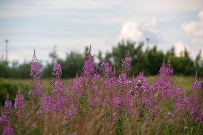 Sentier autour du patrimoine Pétra’villain