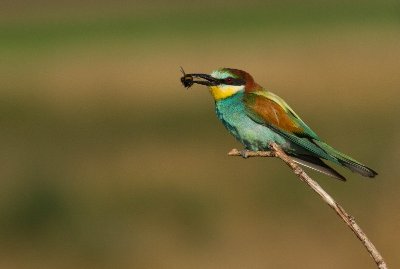 Concours photos "Pose Nature" - Fédération départementale des chasseurs de Loir-et-Cher