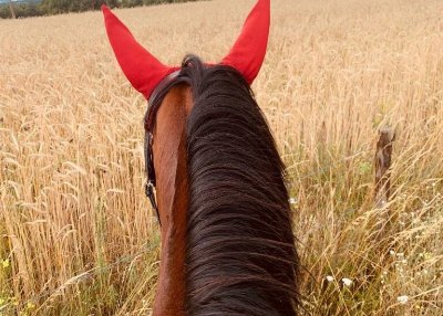 Ecole d'équitation des Bréats