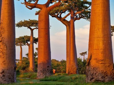 Baobabs - Photos de Pascal Maitre