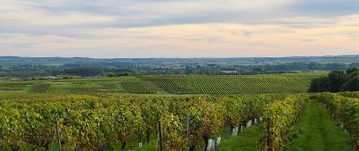 Visite vignoble Grateaud