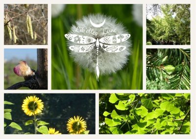 Atelier : découverte de la gemmothérapie