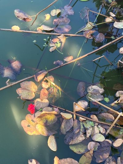 Exposition de photographies : La beauté ordinaire