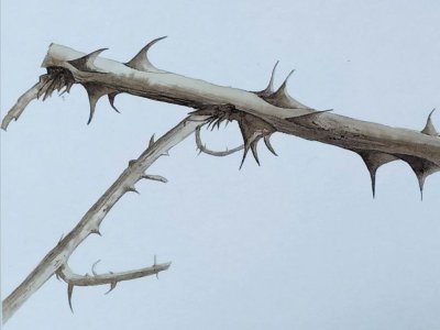 Exposition - Les murmures du vivant