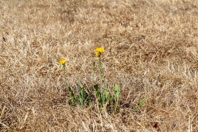 ENS - Le bois de la Garenne