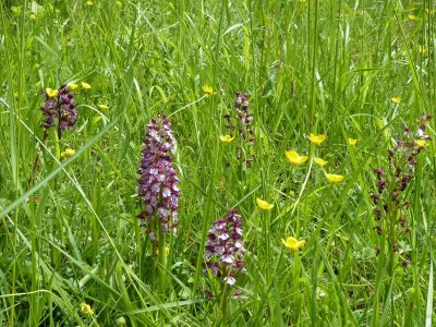 Pelouses sèches à orchidées du coteau de Lembeye