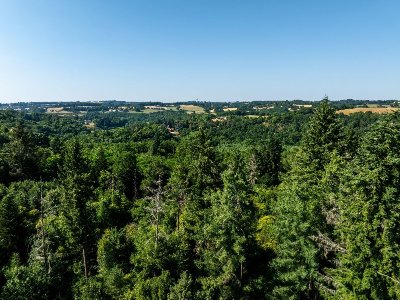 La forêt de Ligoure