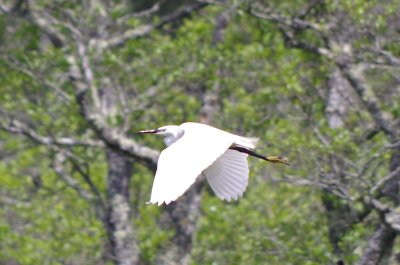 Eposition "Les oiseaux de nos zones humides"