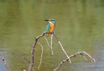 Eposition "Les oiseaux de nos zones humides"