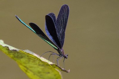 Conférence UPE : Les libellules du Limousin