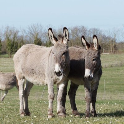 Asinerie des Varennes - Antoine Vaillant