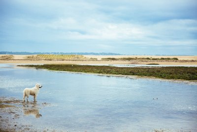 Plages et village - Cap Ferret
